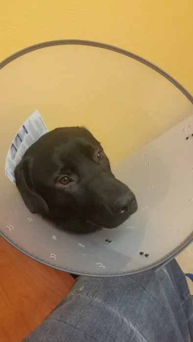 Banfield Pet Hospital Picture 1