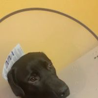 Banfield Pet Hospital ico