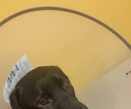 Banfield Pet Hospital