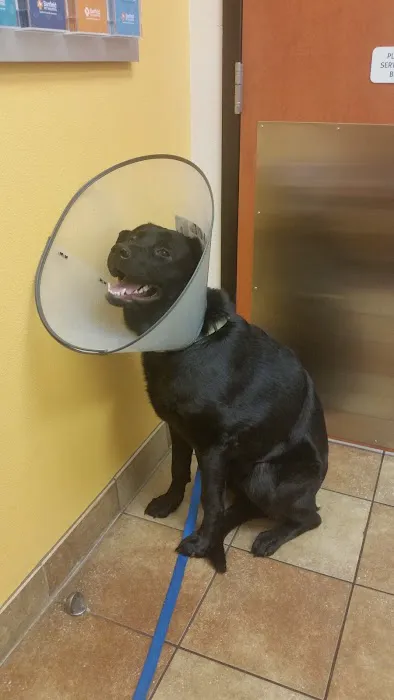 Banfield Pet Hospital Picture 4