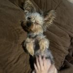Cactus Creek Animal Hospital