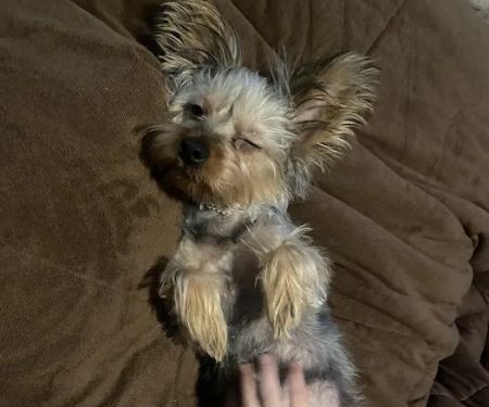 Cactus Creek Animal Hospital