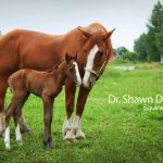 Dr. Shawn D. Frehner