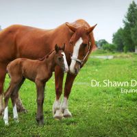 Dr. Shawn D. Frehner ico