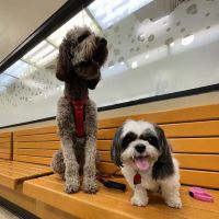 Banfield Pet Hospital ico