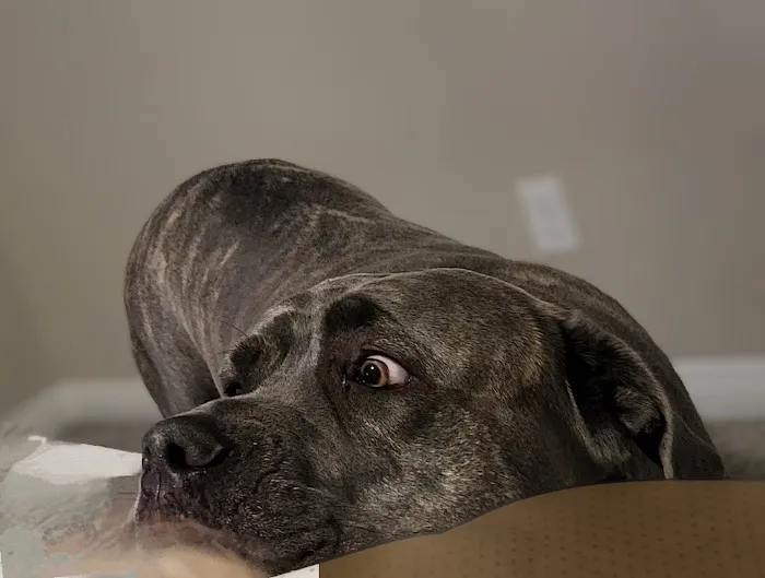 Banfield Pet Hospital Picture 8