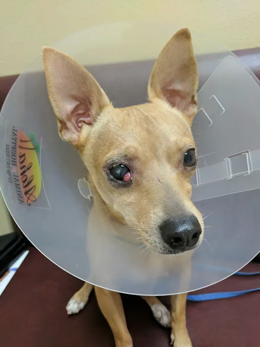 Aloha Animal Hospital Picture 10