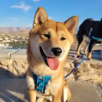 Haven Animal Hospital ico
