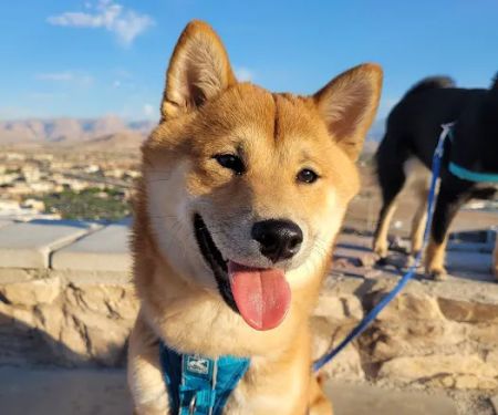 Haven Animal Hospital