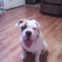 Centennial Hills Animal Hospital - Joe Lopez, DVM ico