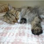 Centennial Hills Animal Hospital- Lara Stooksbury, DVM