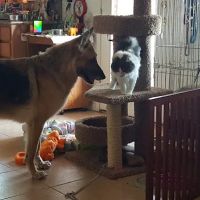 Centennial Hills Animal Hospital - Kimber Singer, DVM ico