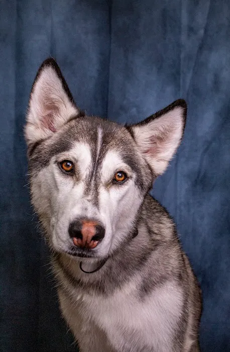Centennial Hills Animal Hospital Picture 1