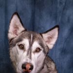 Centennial Hills Animal Hospital