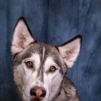 Centennial Hills Animal Hospital ico