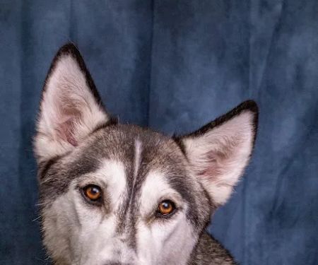 Centennial Hills Animal Hospital