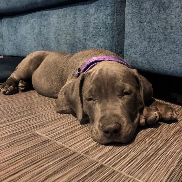 Centennial Hills Animal Hospital Picture 5
