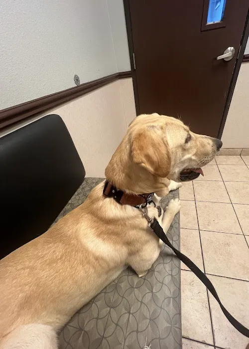 Centennial Hills Animal Hospital Picture 10