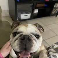 Vetco Total Care Animal Hospital ico