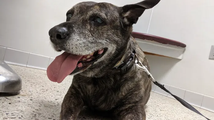 Town N Country Animal Hospital Picture 1