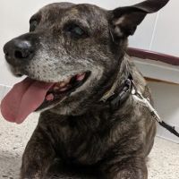 Town N Country Animal Hospital ico