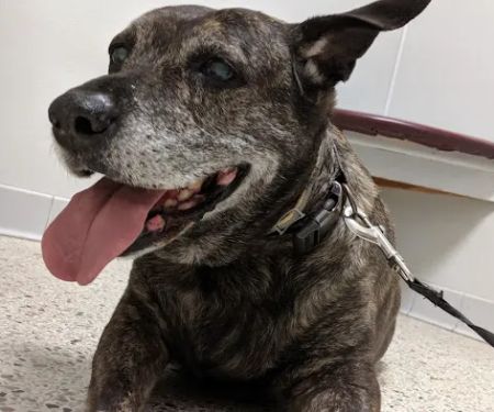 Town N Country Animal Hospital