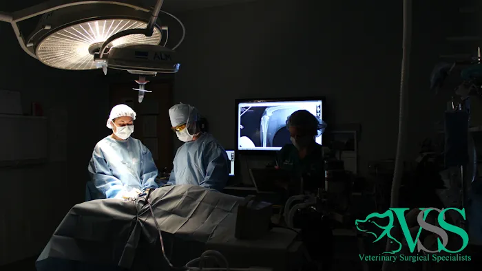 Dr. Leslie Thomas, DVM, DACVS-SA Picture 2
