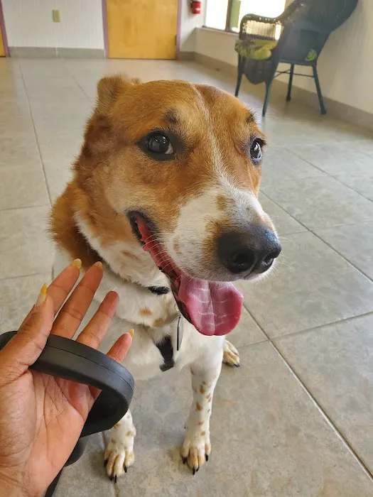 BluePearl Pet Hospital Picture 4