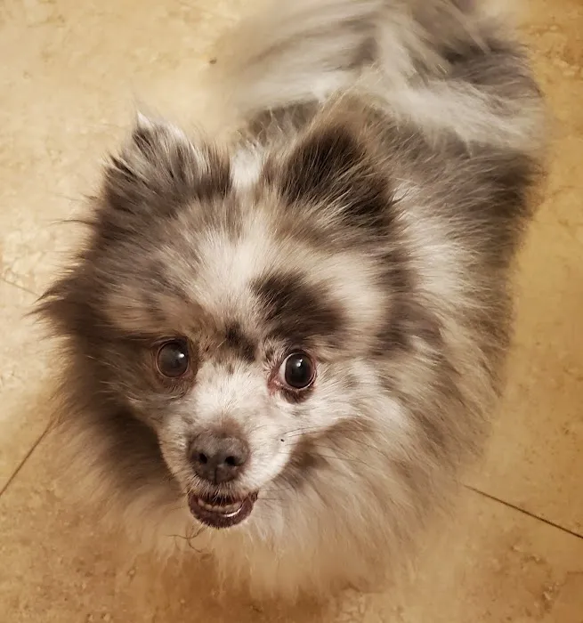 BluePearl Pet Hospital Picture 5