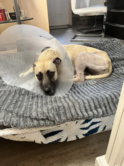 BluePearl Pet Hospital Picture 6