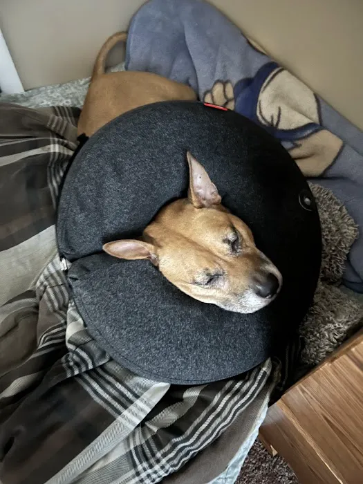 BluePearl Pet Hospital Picture 9
