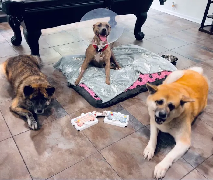 BluePearl Pet Hospital Picture 10