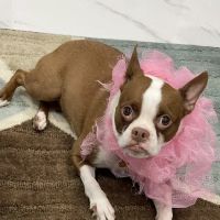 Country Oaks Animal Hospital ico