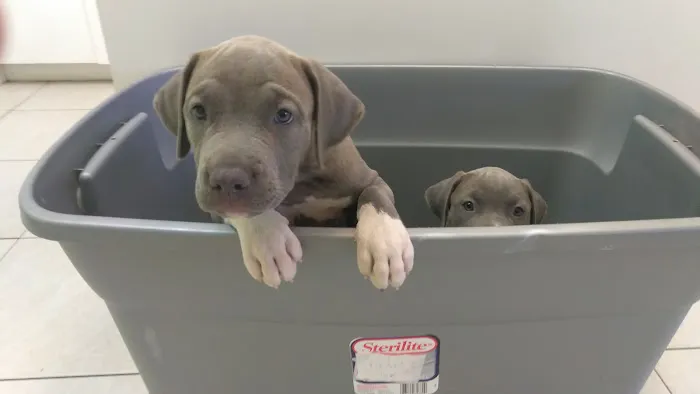 Country Oaks Animal Hospital Picture 10