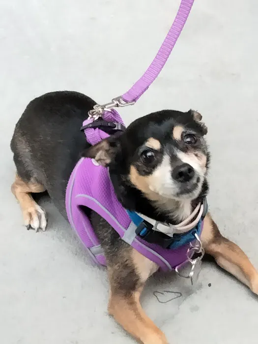 Urgent Paws Vet Clinic Picture 1