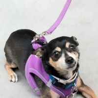 Urgent Paws Vet Clinic ico