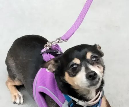 Urgent Paws Vet Clinic