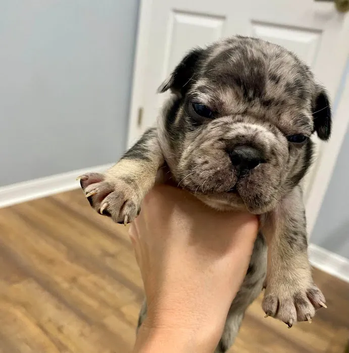 Urgent Paws Vet Clinic Picture 4