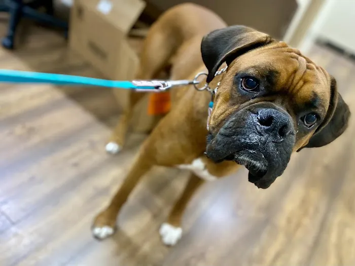 Urgent Paws Vet Clinic Picture 8