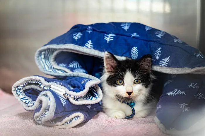Circle of Life Animal Hospital Picture 1