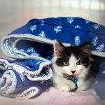 Circle of Life Animal Hospital