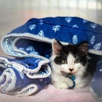 Circle of Life Animal Hospital ico