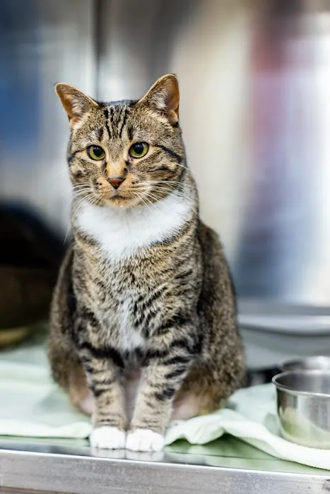 Circle of Life Animal Hospital Picture 3