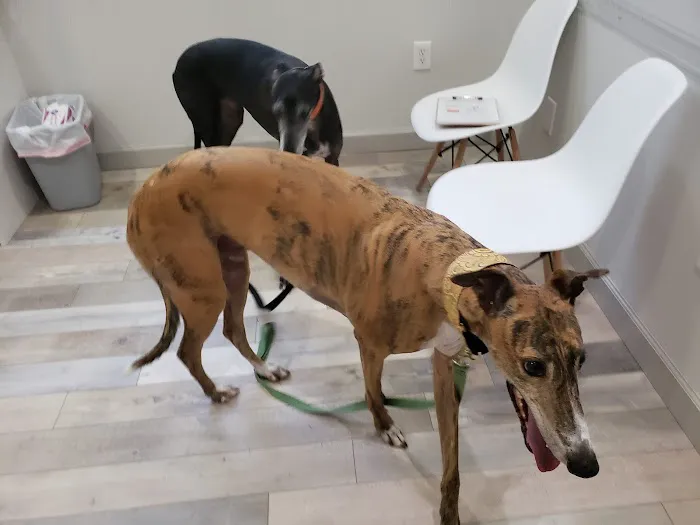 Gulf Coast Veterinary Center of Tampa Picture 5