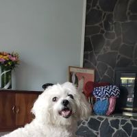 Keene Veterinary Hospital ico