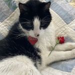 Banfield Pet Hospital