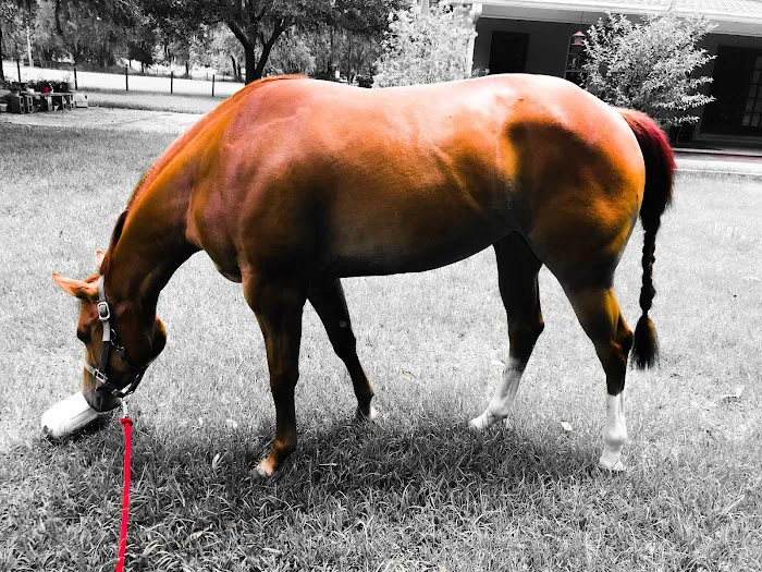 Russell Equine Sports Medicine Picture 2