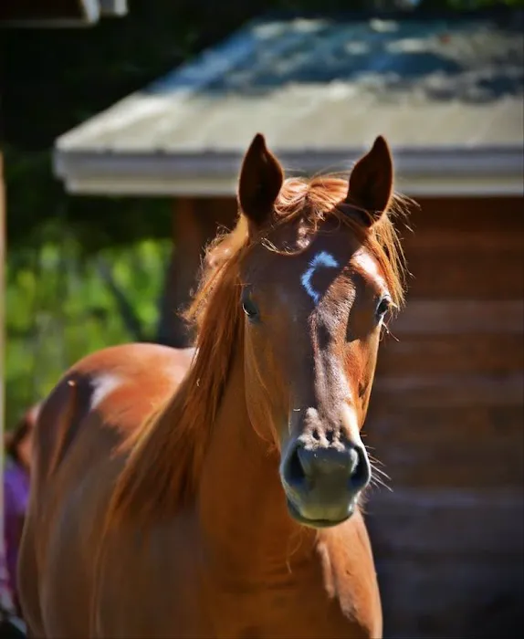 Russell Equine Sports Medicine Picture 1