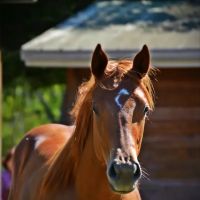 Russell Equine Sports Medicine ico