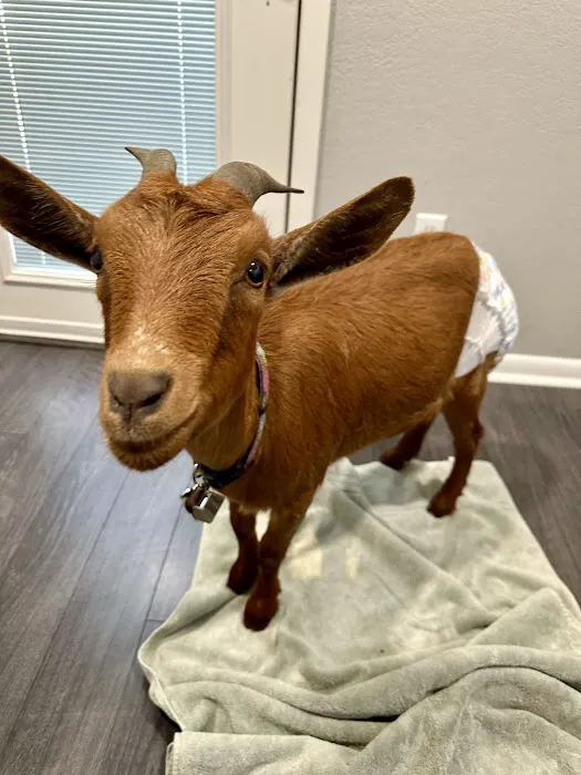 Hickory Hill Veterinary Services Picture 4